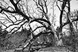Noble Tree